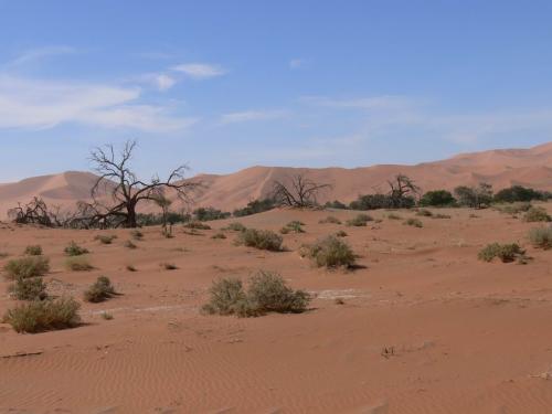 Namib-desert-Sossuslvei-Namibie-leden-2009-P1130239