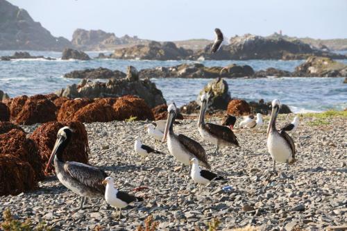 South America - Fauna