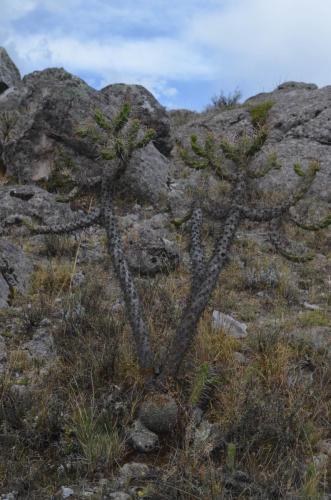 Austrocylindropuntia-subulata-v-exaltata-Matucana-multicolor-hystrix-Nazca-to-Puquio-GPS191-Peru Chile-2014 0149
