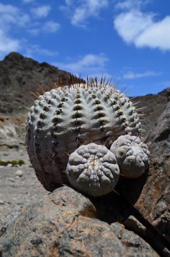 Copiapoa-cinerea-albispina-Quebrada-San-Ramon-Peru Chile-2014 2221