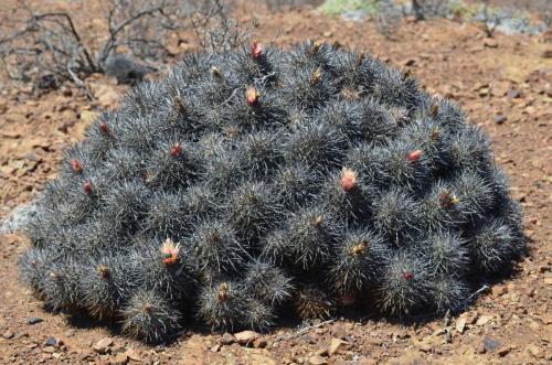 Copiapoa-desertorum-rubriflora-PV2787-Taltal-jizne-GPS-88-Peru Chile-2014 1971