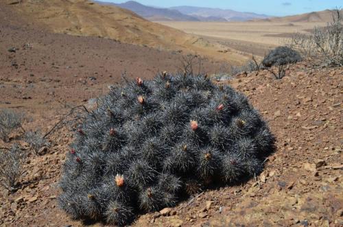 Copiapoa-desertorum-rubriflora-PV2787-Taltal-jizne-GPS-88-Peru Chile-2014 1976