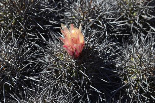 Copiapoa-desertorum-rubriflora-PV2787-Taltal-jizne-GPS-88-Peru Chile-2014 1978