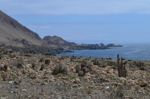 Copiapoa-gigantea-PV2796-Taltal-severne-GPS222-Peru Chile-2014 2472