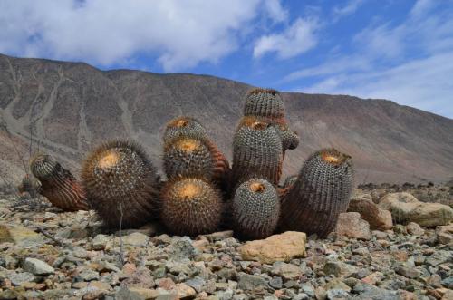 Copiapoa-gigantea-PV2796-Taltal-severne-GPS222-Peru Chile-2014 2490