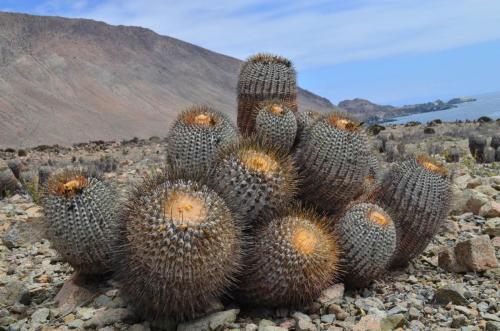Copiapoa-gigantea-PV2796-Taltal-severne-GPS222-Peru Chile-2014 2494