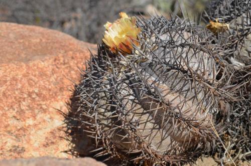 Copiapoa-griseoviolacea-PV2762-Freirina-jizne-GPS198-Peru Chile-2014 1239