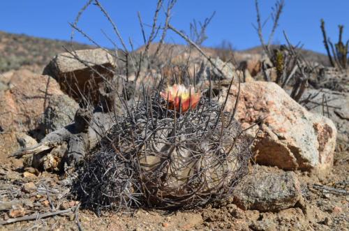 Copiapoa-griseoviolacea-PV2762-Freirina-jizne-GPS198-Peru Chile-2014 1248