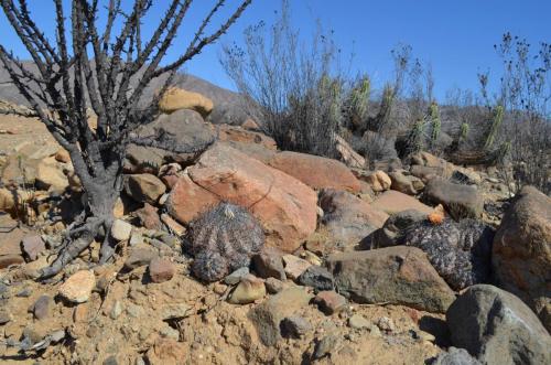 Copiapoa-griseoviolacea-PV2805-Freirina-J-GPS227-Peru Chile-2014 2911