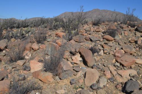 Copiapoa-griseoviolacea-PV2805-Freirina-J-GPS227-Peru Chile-2014 2923