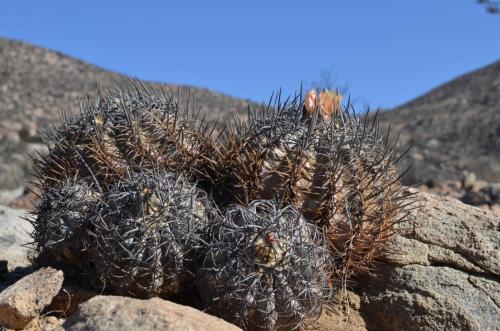 Copiapoa-griseoviolacea-PV2805-Freirina-J-GPS227-Peru Chile-2014 2939