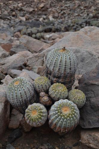 Copiapoa-haseltoniana-hybrid-Quebrada-San-Ramon-Peru Chile-2014 2185