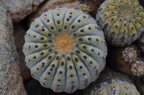 Copiapoa-haseltoniana-hybrid-Quebrada-San-Ramon-Peru Chile-2014 2186