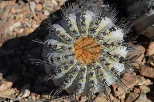 Copiapoa-haseltoniana-tenebrosa-PV2789-Taltal-V-Mt-Perales-Peru Chile-2014 2048