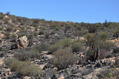 Copiapoa-haseltoniana-tenebrosa-PV2789-Taltal-V-Mt-Perales-Peru Chile-2014 2052