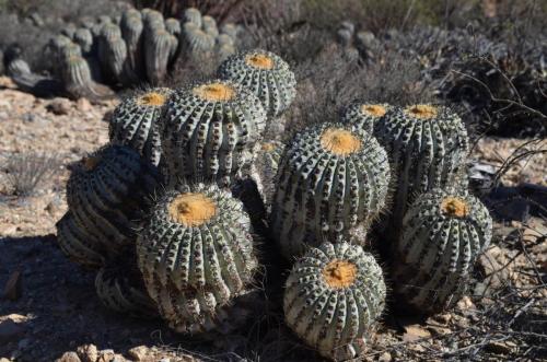 Copiapoa-haseltoniana-tenebrosa-PV2789-Taltal-V-Mt-Perales-Peru Chile-2014 2054