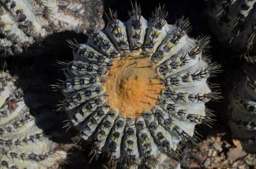 Copiapoa-haseltoniana-tenebrosa-PV2789-Taltal-V-Mt-Perales-Peru Chile-2014 2055