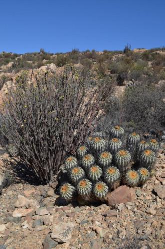 Copiapoa-haseltoniana-tenebrosa-PV2789-Taltal-V-Mt-Perales-Peru Chile-2014 2063