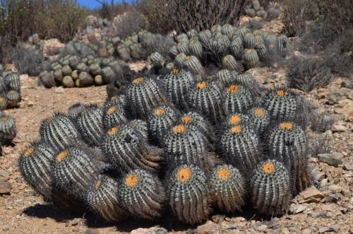 Copiapoa-haseltoniana-tenebrosa-PV2789-Taltal-V-Mt-Perales-Peru Chile-2014 2074