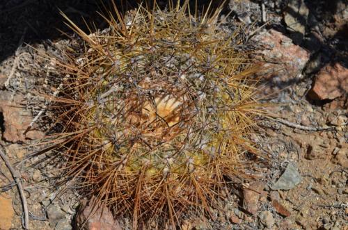 Copiapoa-hornilloensis-Tigrillo-to-Guanillos-GPS215-Peru Chile-2014 1825