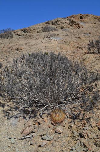 Copiapoa-hornilloensis-Tigrillo-to-Guanillos-GPS215-Peru Chile-2014 1826