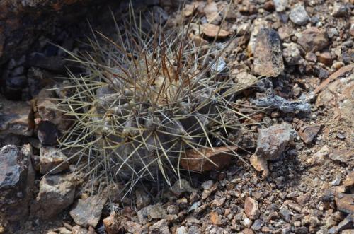 Copiapoa-hornilloensis-Tigrillo-to-Guanillos-GPS215-Peru Chile-2014 1828