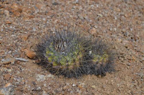 Copiapoa-hornilloensis-Tigrillo-to-Guanillos-GPS215-Peru Chile-2014 1837