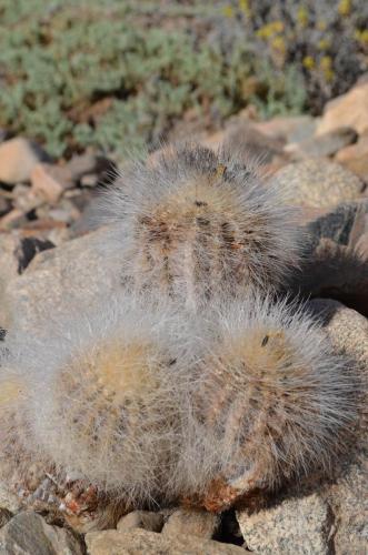 Copiapoa-krainziana-PV2791-Quebrada-San-Ramon-GPS220-Peru Chile-2014 2209