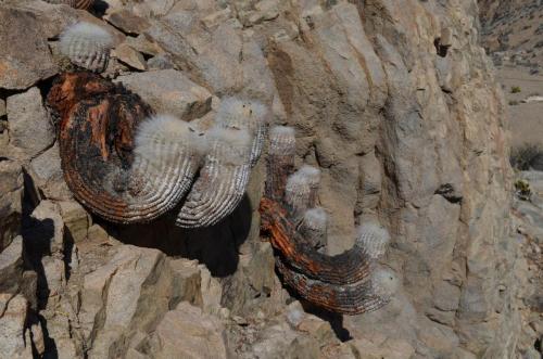 Copiapoa-krainziana-PV2791-Quebrada-San-Ramon-GPS220-Peru Chile-2014 2217