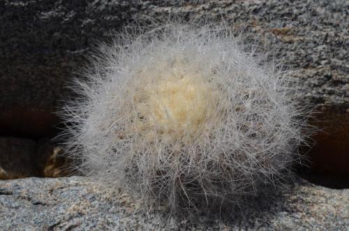 Copiapoa-krainziana-PV2791-Quebrada-San-Ramon-GPS221-Peru Chile-2014 2240