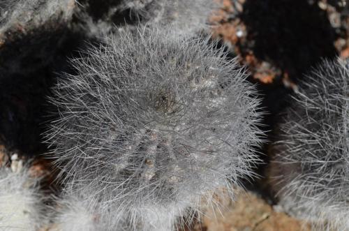 Copiapoa-krainziana-PV2791-Quebrada-San-Ramon-GPS221-Peru Chile-2014 2260