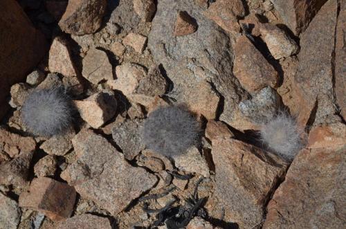 Copiapoa-krainziana-PV2791-Quebrada-San-Ramon-GPS221-Peru Chile-2014 2265