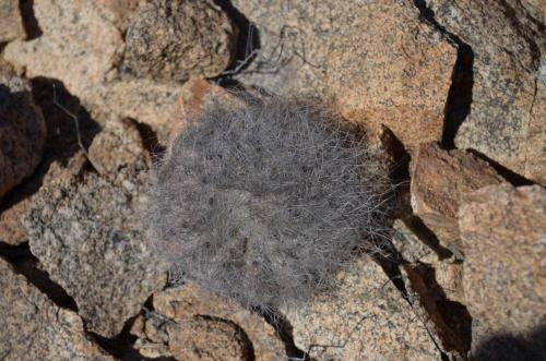 Copiapoa-krainziana-PV2791-Quebrada-San-Ramon-GPS221-Peru Chile-2014 2267