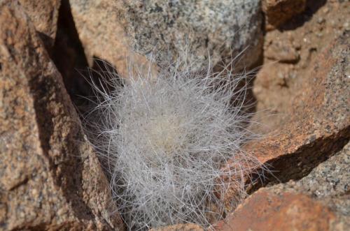 Copiapoa-krainziana-PV2791-Quebrada-San-Ramon-GPS221-Peru Chile-2014 2268