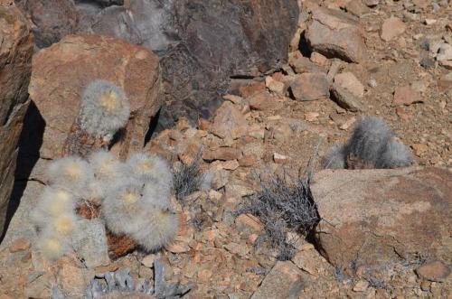 Copiapoa-krainziana-PV2791-Quebrada-San-Ramon-GPS221-Peru Chile-2014 2276