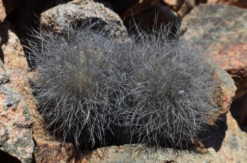 Copiapoa-krainziana-PV2791-Quebrada-San-Ramon-GPS221-Peru Chile-2014 2282