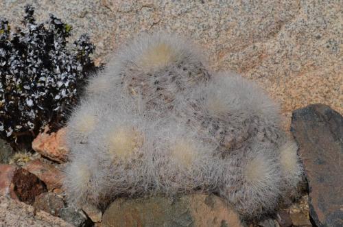 Copiapoa-krainziana-PV2791-Quebrada-San-Ramon-GPS221-Peru Chile-2014 2294