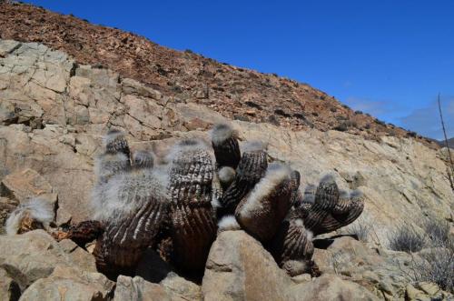 Copiapoa-krainziana-PV2791-Quebrada-San-Ramon-GPS221-Peru Chile-2014 2303