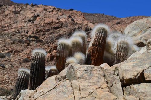 Copiapoa-krainziana-PV2791-Quebrada-San-Ramon-GPS221-Peru Chile-2014 2313