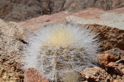 Copiapoa-krainziana-PV2791-Quebrada-San-Ramon-GPS221-Peru Chile-2014 2324