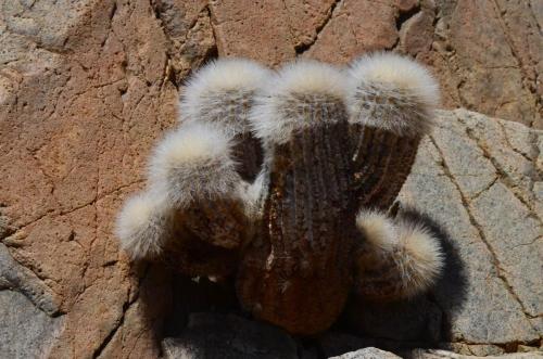 Copiapoa-krainziana-PV2791-Quebrada-San-Ramon-GPS221-Peru Chile-2014 2335