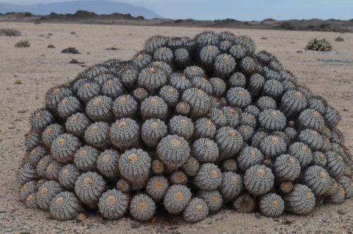 Copiapoa-longistaminea-Esmeralda-jizne-GPS216-Peru Chile-2014 1885