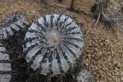 Copiapoa-longistaminea-PV2784-Esmeralda-GPS216-Peru Chile-2014 1845