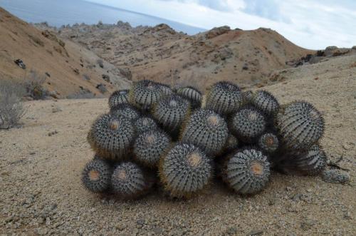 Copiapoa-longistaminea-PV2784-Esmeralda-GPS216-Peru Chile-2014 1846