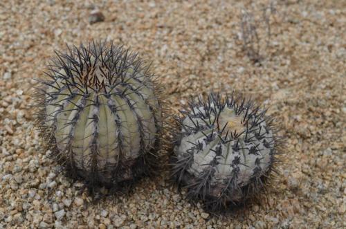 Copiapoa-longistaminea-PV2784-Esmeralda-GPS216-Peru Chile-2014 1854