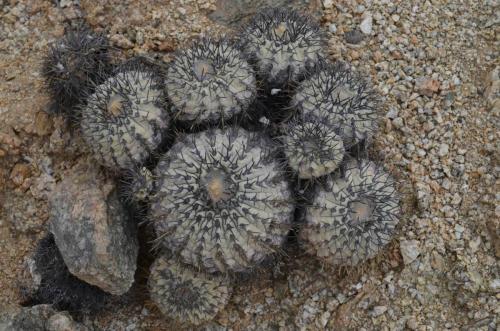 Copiapoa-longistaminea-PV2784-Esmeralda-GPS216-Peru Chile-2014 1855