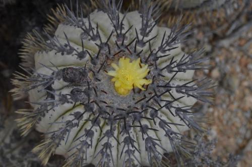 Copiapoa-longistaminea-PV2784-Esmeralda-GPS216-Peru Chile-2014 1875