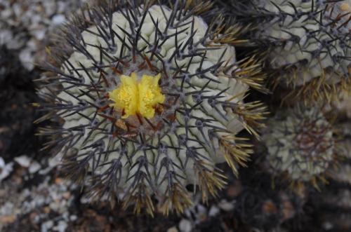 Copiapoa-longistaminea-PV2784-Esmeralda-GPS216-Peru Chile-2014 1883