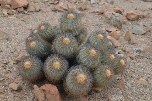 Copiapoa-longistaminea-PV2785-Esmeralda-J-GPS217-Peru Chile-2014 1895