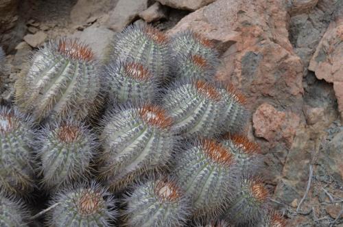 Copiapoa-longistaminea-PV2785-Esmeralda-J-GPS217-Peru Chile-2014 1920